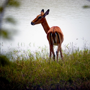 Antilope au bord de l'eau au parc Akagera - Rwanda  - collection de photos clin d'oeil, catégorie animaux